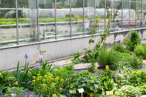 Blumen und Sträucher, die wachsen — Stockfoto