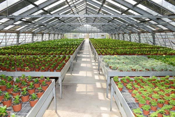 Blumen, die in einem Gewächshaus wachsen — Stockfoto