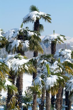 Palmtrees kar üstünde o ile grup