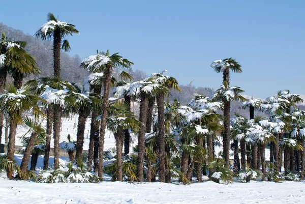 Palmtrees kar üstünde o ile grup — Stok fotoğraf