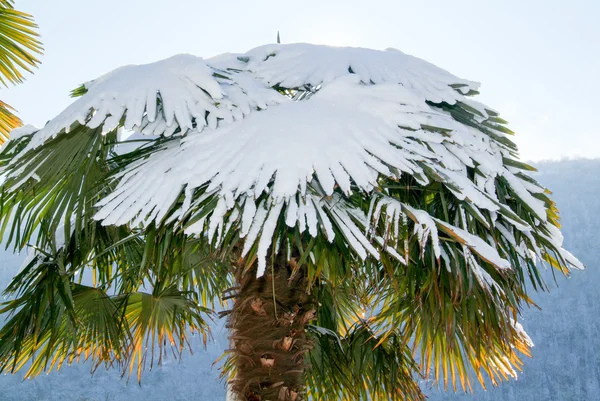 Группа пальм со снегом на ней — стоковое фото
