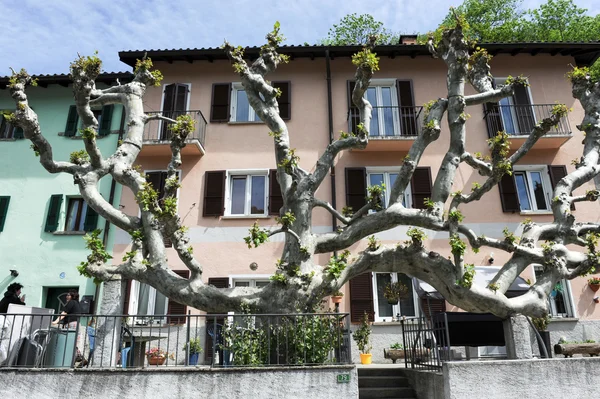 Enorme árvore na frente de casas em Medeglia — Fotografia de Stock