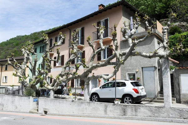 Enorme albero di fronte alle case a Medeglia — Foto Stock