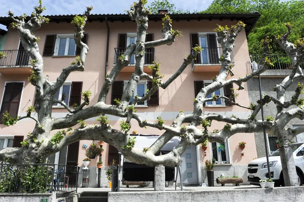 Enorme árbol frente a casas en Medeglia — Foto de Stock