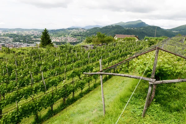 Picturesque view of  vineyards of Salorino — Stock Photo, Image