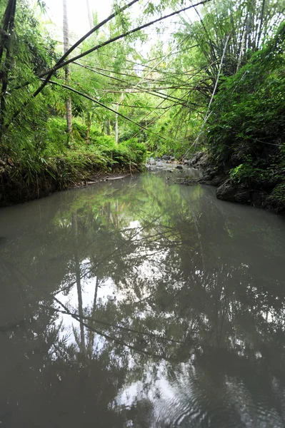 Flod i grön skog — Stockfoto