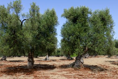 Zeytin ağaçları Puglia Tarih: Salento