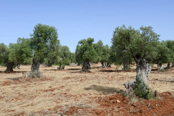 Azeitonas em Salento — Fotografia de Stock