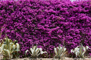 Menekşe çiçek duvar