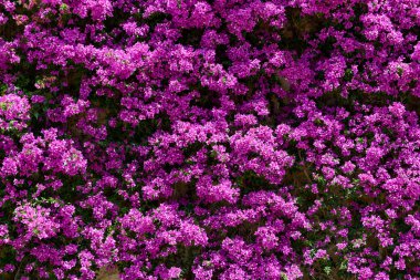 Menekşe çiçek duvar