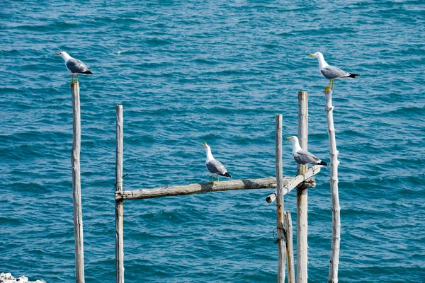 Gaivotas em um poste de madeira — Fotografia de Stock