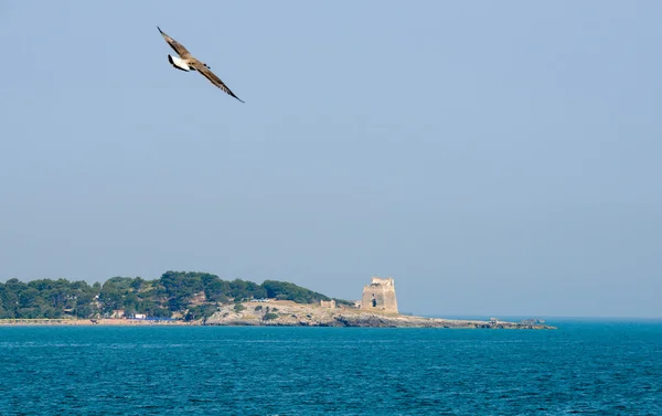 Vogel fliegt an der Turmruine über die Küste — Stockfoto