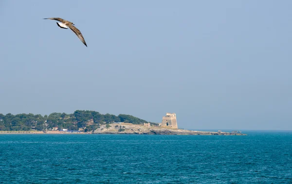 Vogel fliegt an der Turmruine über die Küste — Stockfoto