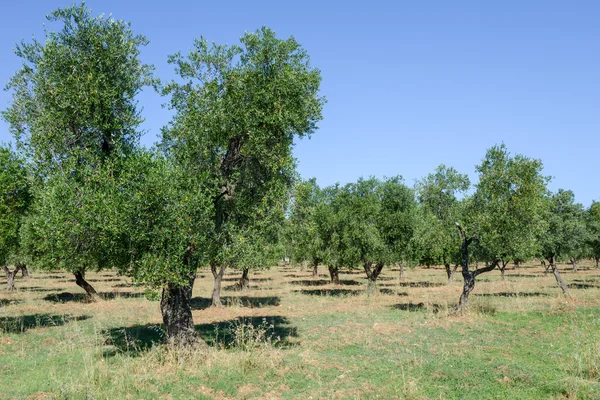 Azeitonas em Salento — Fotografia de Stock