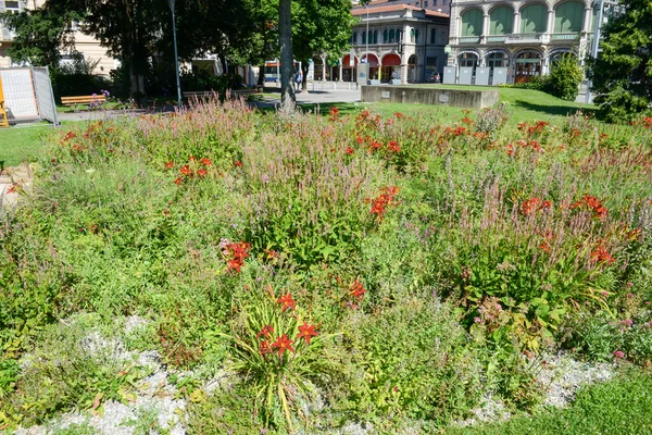 Cama de flores e arbustos em Lugano — Fotografia de Stock