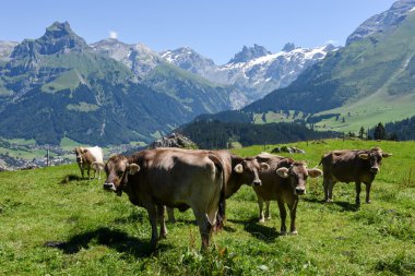 Engelberg, Alp çayırda Brown inekler