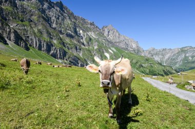 Engelberg, Alp çayırda Brown inekler