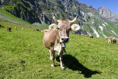 Engelberg, Alp çayırda Brown inekler