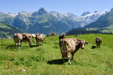 Engelberg, Alp çayırda Brown inekler