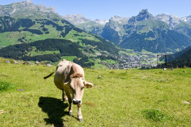 Kahverengi inek Engelberg, Alp çayırda
