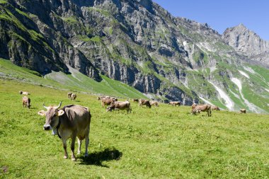 Engelberg, Alp çayırda Brown inekler