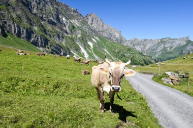 Engelberg, Alp çayırda Brown inekler