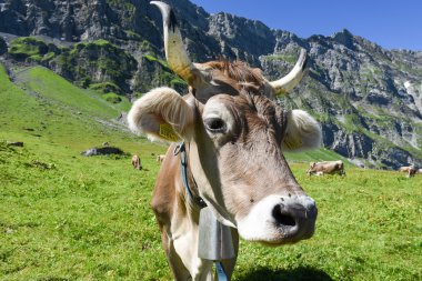 Engelberg, Alp çayırda Brown inekler