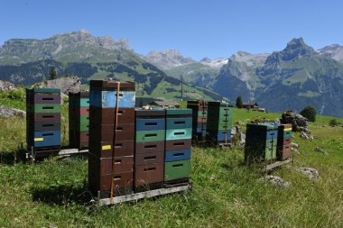 Arıcılık ve bal Engelberg üzerinde üretim için evleri