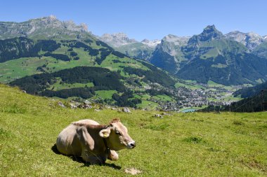 Kahverengi inek Engelberg, Alp çayırda