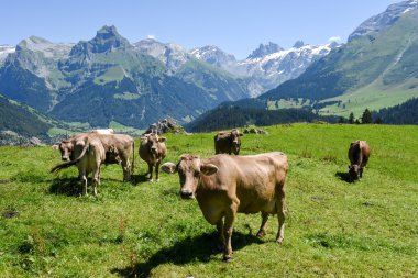 Engelberg, Alp çayırda Brown inekler