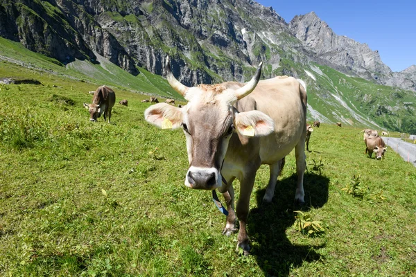 Vacas pardas en el prado alpino de Engelberg — Foto de Stock