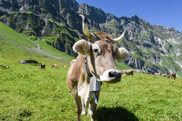 Brązowe krowy w alpejskiej łąki w Engelberg — Zdjęcie stockowe