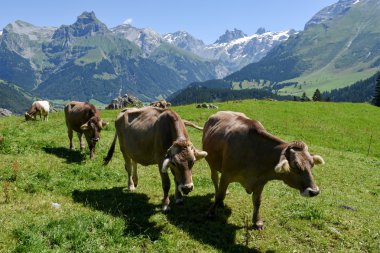 Engelberg, Alp çayırda Brown inekler