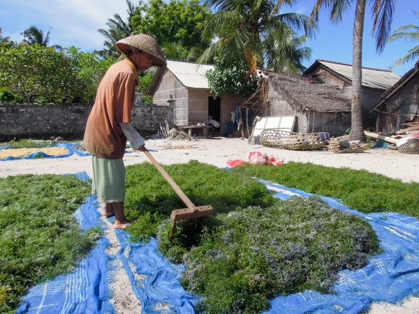 Femme travaillant dans un champ d'algues — Photo