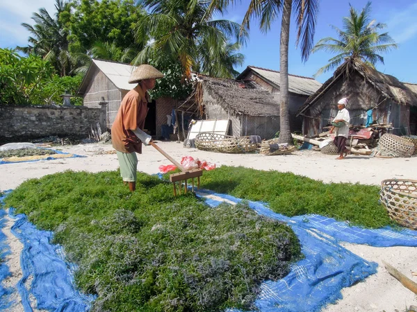 Woman working at an algae field — Stock Photo, Image