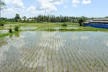 Pirinç paddies alan Ubud adlı