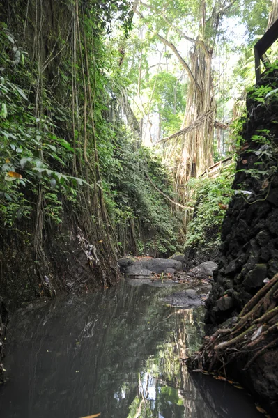 River on Sacred Monkey Forest Sanctuary — Stock Photo, Image