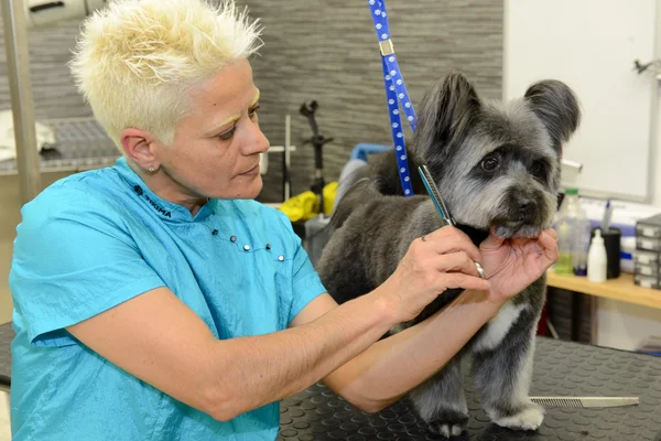 在美容诊所与狗犬理发师 — 图库照片