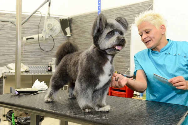 A szépség Klinika, a kutya-ban kutyaféle fodrászat — Stock Fotó