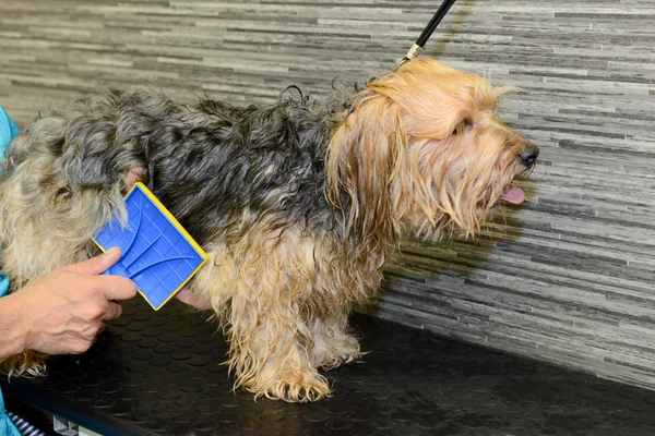 Parrucchiere canino in una clinica di bellezza con cane — Foto Stock