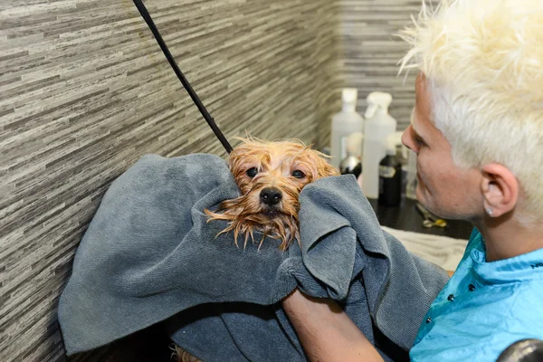 Parrucchiere canino in una clinica di bellezza con cane — Foto Stock