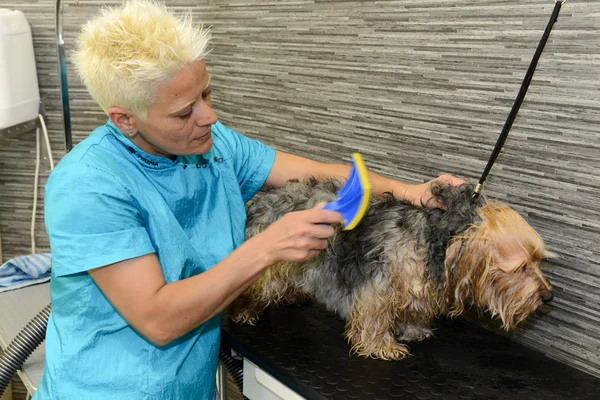 Parrucchiere canino in una clinica di bellezza con cane — Foto Stock