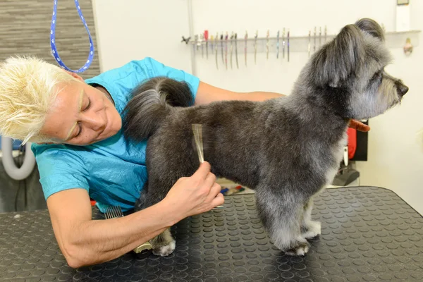 Собачий парикмахер в клинике красоты с собакой — стоковое фото