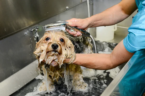 Parrucchiere canino in una clinica di bellezza con cane — Foto Stock