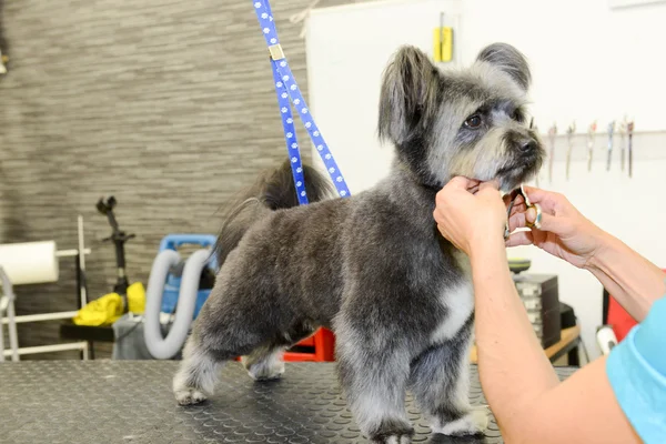 Coiffeur canin dans une clinique de beauté avec chien — Photo