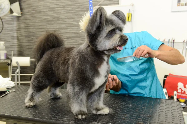 Coiffeur canin dans une clinique de beauté avec chien — Photo