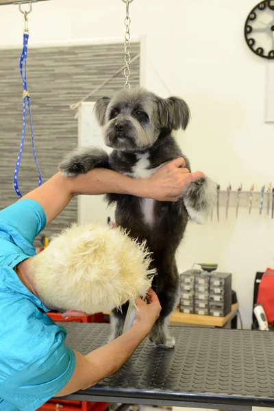 Собачий парикмахер в клинике красоты с собакой — стоковое фото