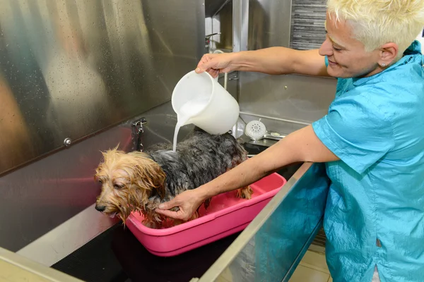 Parrucchiere canino in una clinica di bellezza con cane — Foto Stock