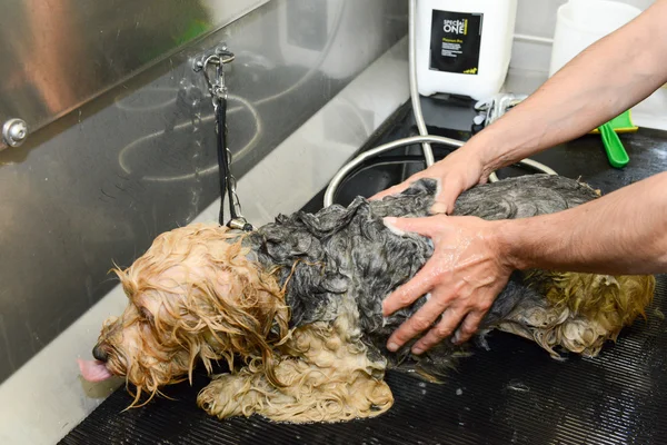 Parrucchiere canino in una clinica di bellezza con cane — Foto Stock