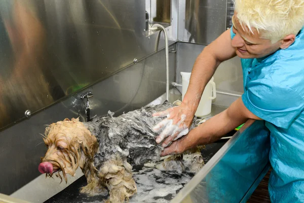 Parrucchiere canino in una clinica di bellezza con cane — Foto Stock